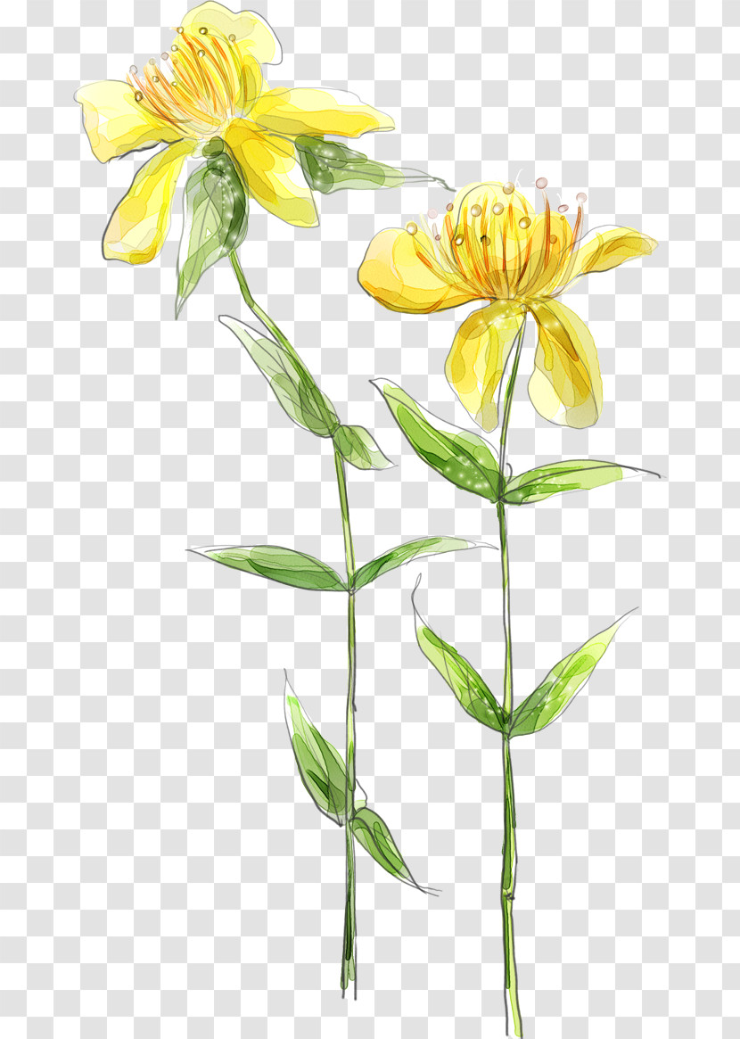 Flower Plant Yellow Petal Plant Stem Transparent PNG