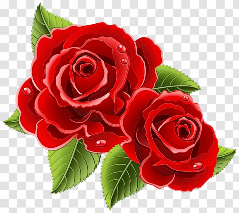 Garden Roses - Flowering Plant - Cut Flowers Petal Transparent PNG