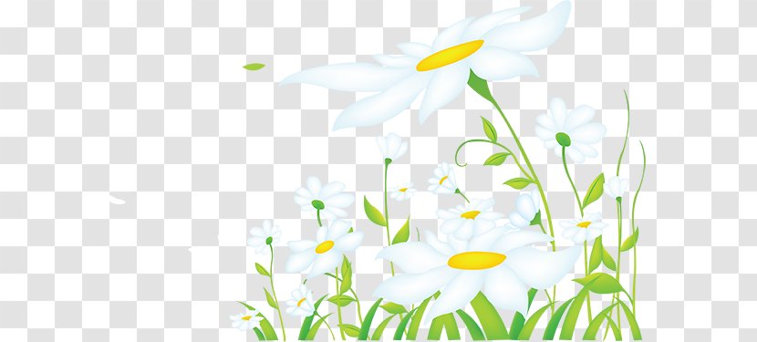 Common Daisy Desktop Wallpaper Clip Art - Plant - Wildflower Transparent PNG