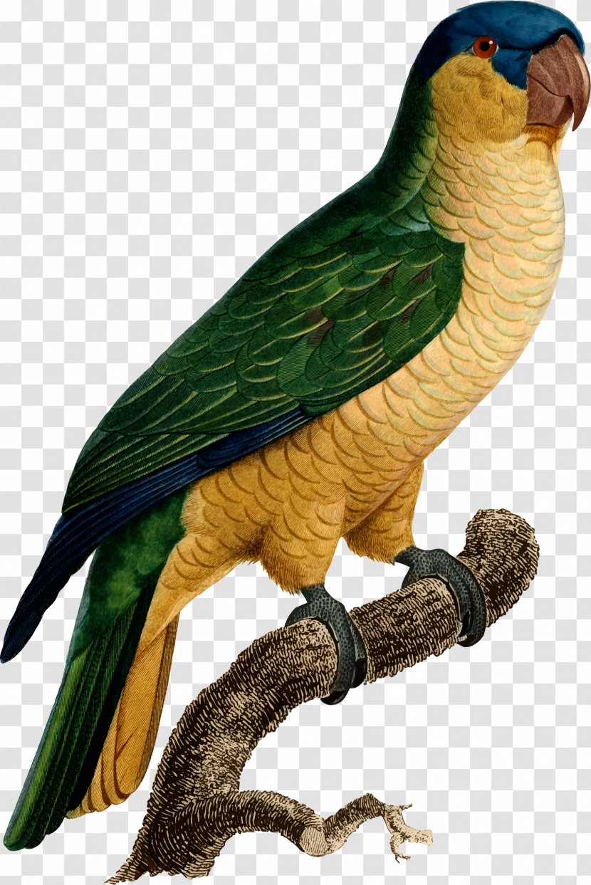 Budgerigar Parrot Macaw Bird Histoire Naturelle Des Perroquets - Feather Transparent PNG