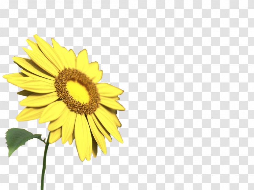 Common Sunflower Yellow - Petal - Decorative Free Floating Pull Material Transparent PNG