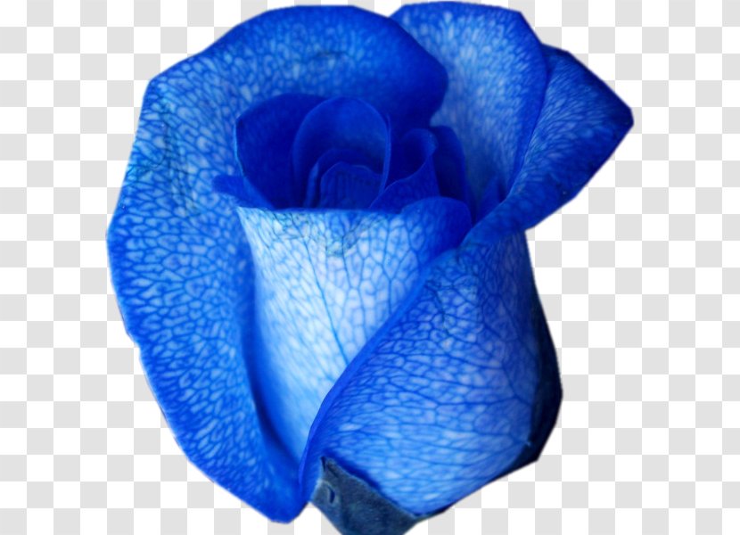 Blue Rose Flower Color - Hvga Transparent PNG