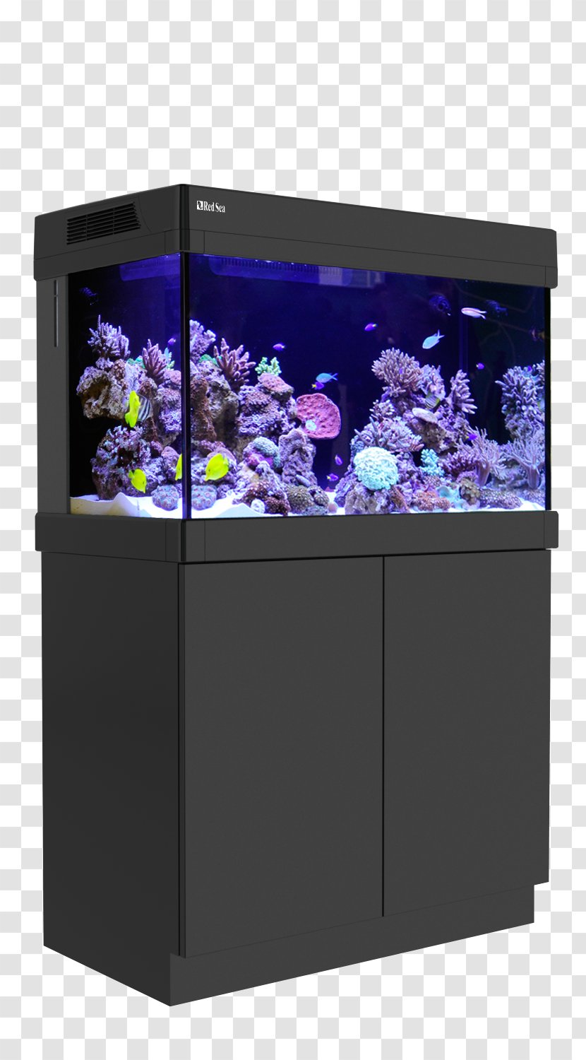 Aquariums Coral Reef Aquarium Transparent PNG