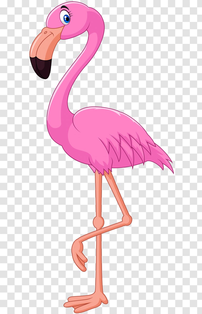 Vector Graphics Stock Photography Illustration Flamingo - Beak - Download Transparent PNG