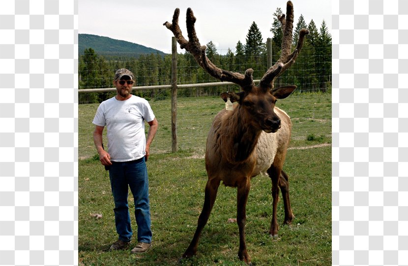 Elk Reindeer Antler Moose Transparent PNG