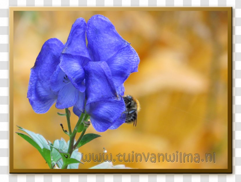 Violet Petal Wildflower Annual Plant Bellflowers - Flower Transparent PNG