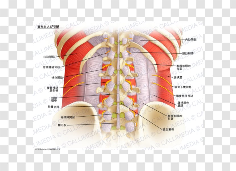 Spinal Nerve Cord Vertebral Column Anatomy - Watercolor - Columna Transparent PNG