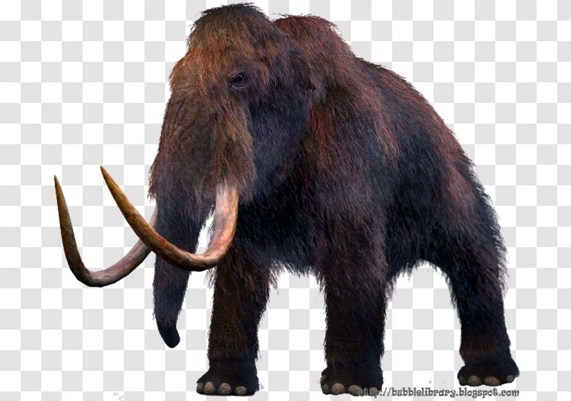 Mammuthus Meridionalis Woolly Mammoth Steppe Extinction Elephantidae - Elephant Transparent PNG