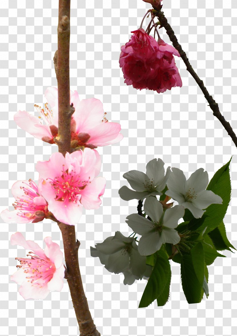 National Cherry Blossom Festival Floral Design - Plant Stem - Blossoms Transparent PNG