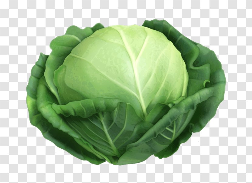 Malfouf Salad Cabbage Vector Graphics Vegetable Clip Art - Green Transparent PNG