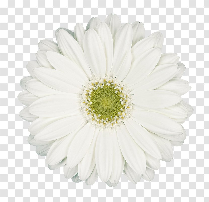 Common Daisy Transvaal White Chrysanthemum Family Transparent PNG