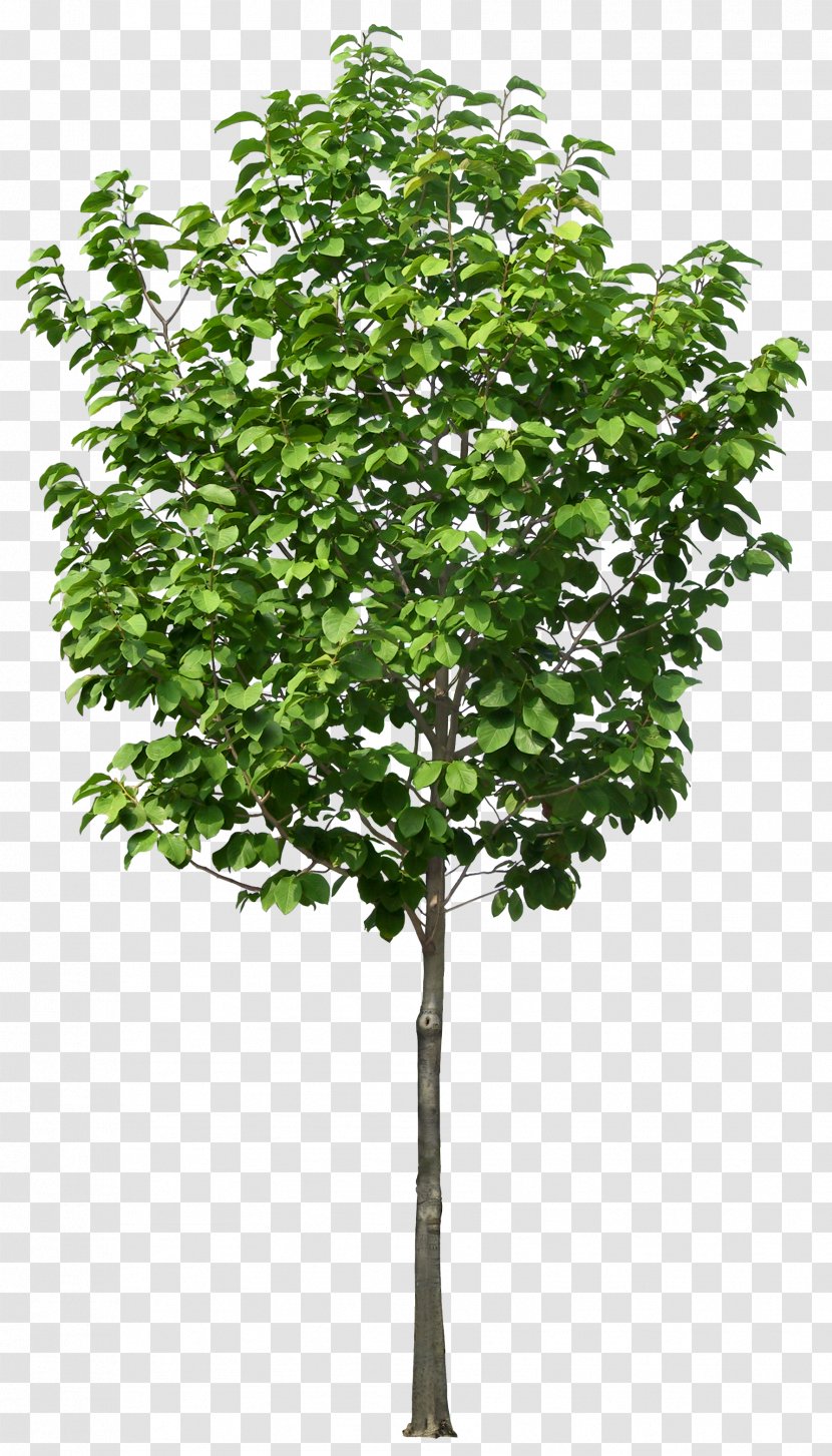 Flowerpot Tree Plant Plastic Pruning - Shrub - Luxuriant Trees Transparent PNG