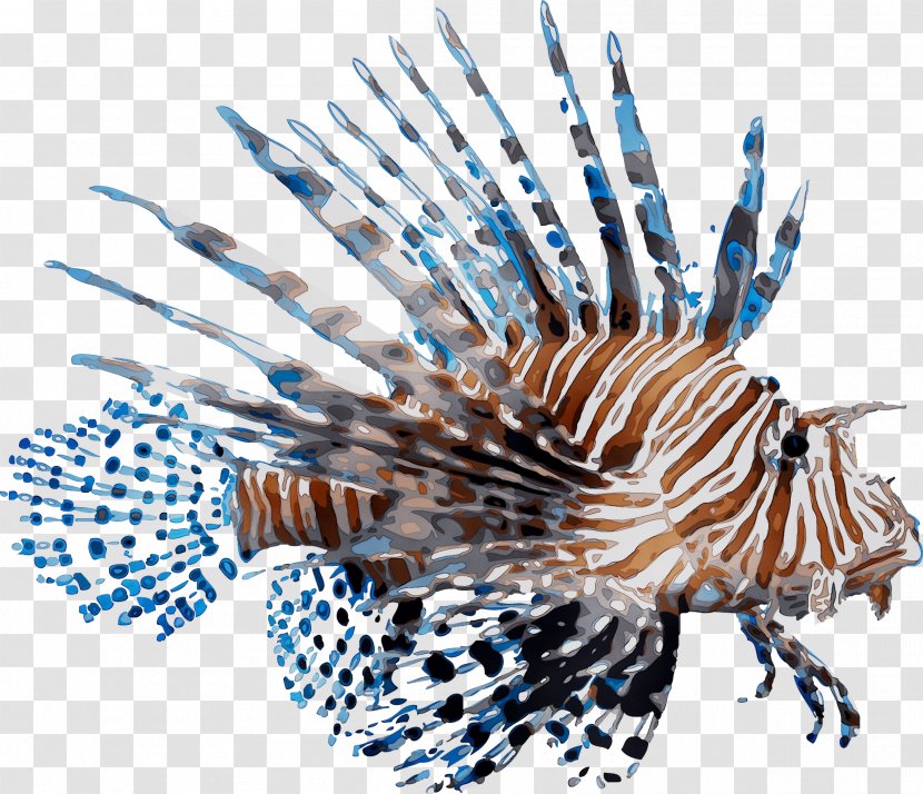 Coral Reef Fish Red Lionfish Marine Biology Transparent PNG