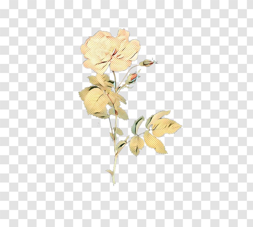 Rose Family Cut Flowers Floral Design Plant Stem - Petal Transparent PNG