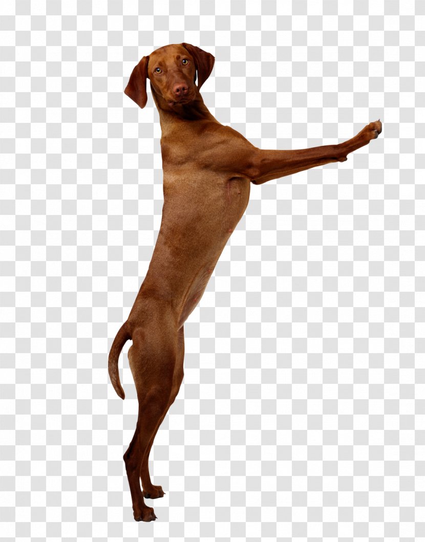 Vizsla Pet Sitting Pointer Labrador Retriever Puppy - Dog Daycare Transparent PNG