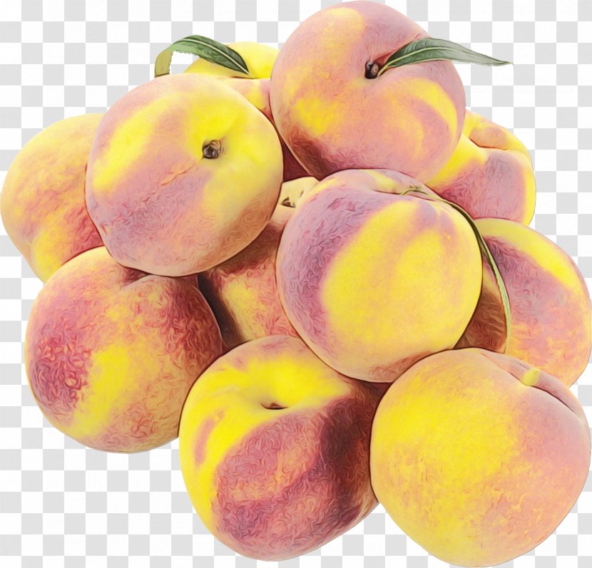 Apple Tree - Prunus - Vitis Yellow Plum Transparent PNG