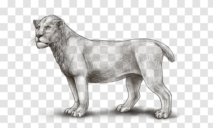 Lion Cat Leopard Cheetah Felidae - Wildlife Transparent PNG