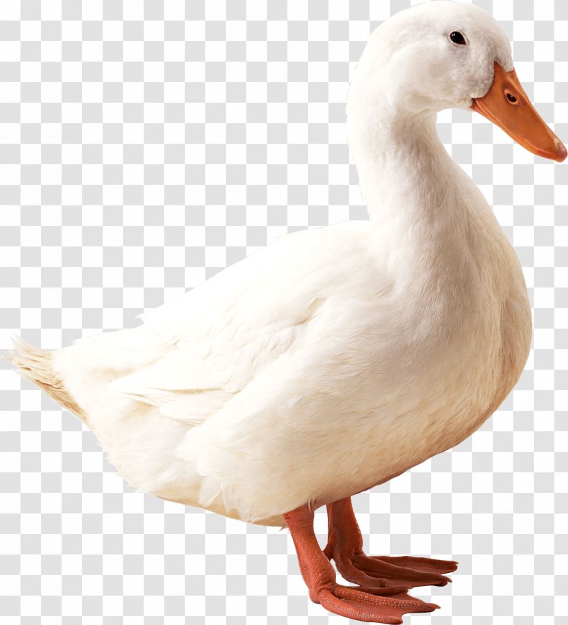 American Pekin Duck Mallard - White Goose Transparent PNG