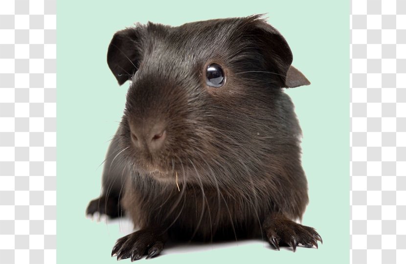 Gerbil Peruvian Guinea Pig Himalayan Capybara - Whiskers Transparent PNG