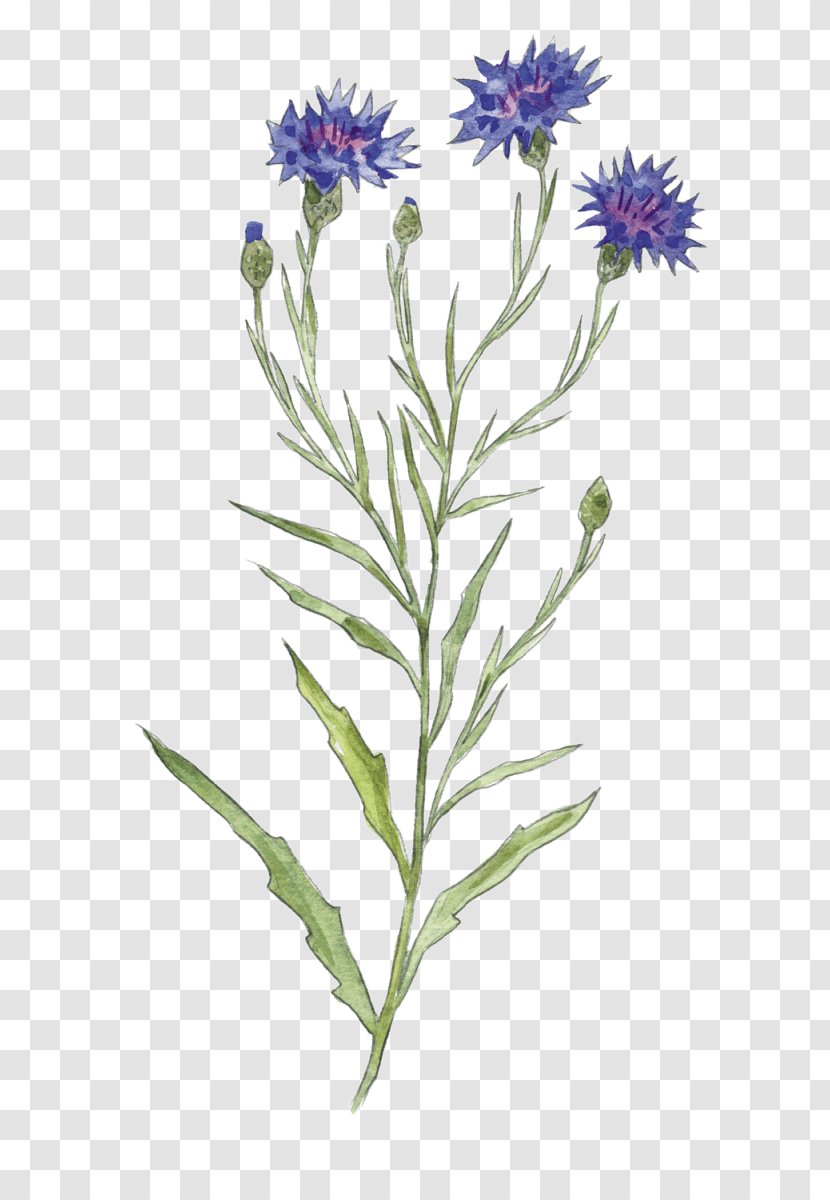 Corncockle Cornflower Seed Flower Of The Fields - Perennial Plant Transparent PNG