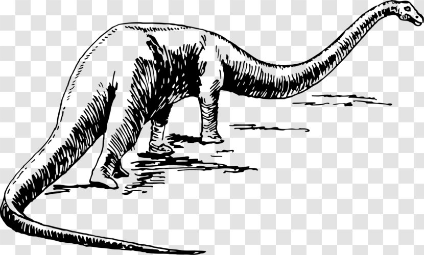 Dinosaur - Apatosaurus - Line Art Tail Transparent PNG