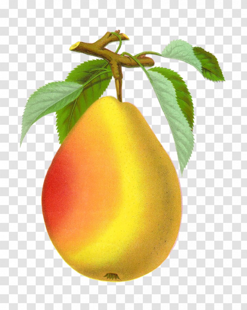Drawing Pear - Apple Transparent PNG
