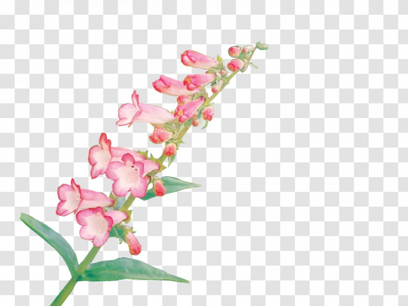Cut Flowers Floral Design Petal - Moth Orchid - Colorful Transparent PNG