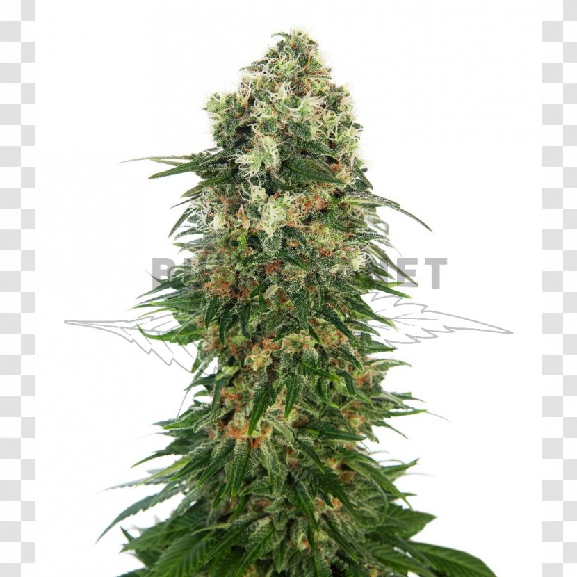 Shiva Skunk Autoflowering Cannabis Marijuana Transparent PNG