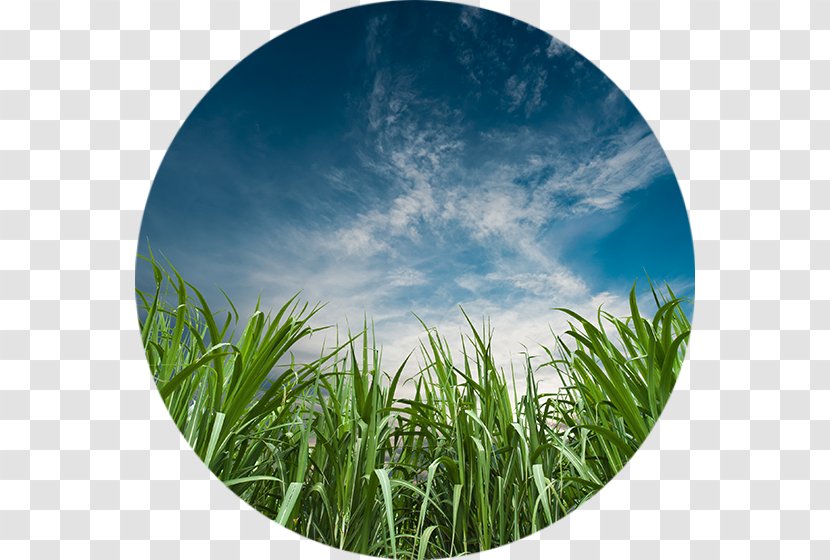 Sugarcane Agriculture Bioenergy Industry Fertilisers - Food - Sugar Transparent PNG