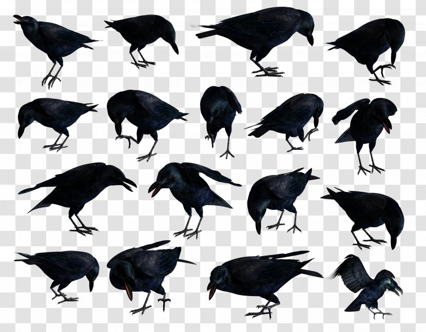 American Crow Common Raven Clip Art JPEG - 2008 - Symbol Transparent PNG