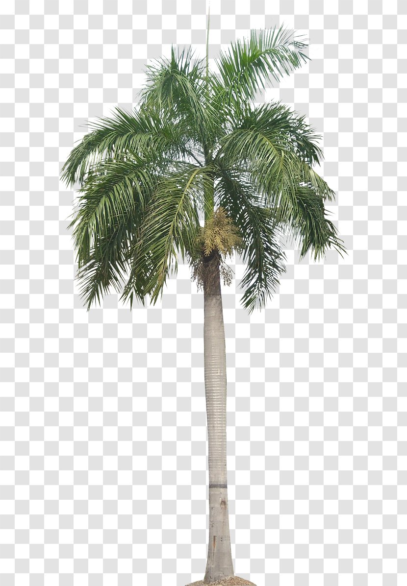 Palm Tree - Borassus Flabellifer Elaeis Transparent PNG