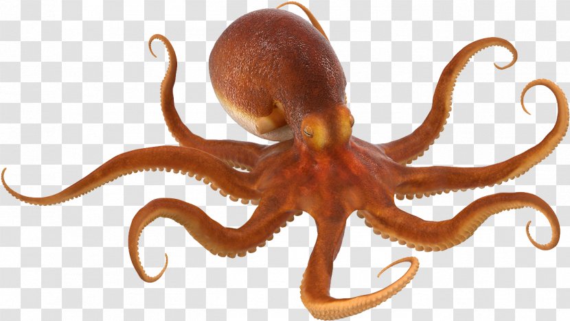 Curled Octopus TurboSquid Common - Giant Pacific Transparent PNG
