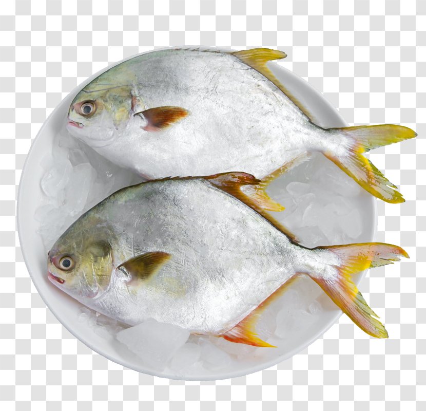 Pampus Argenteus Fish - Two Frozen Pomfret Transparent PNG