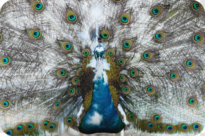 Feather Asiatic Peafowl Bird - Green Peacock Feathers Transparent PNG