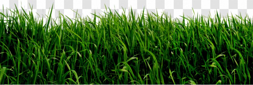 Lawn Ornamental Grass Clip Art - Wheatgrass - Trevor Cliparts Transparent PNG