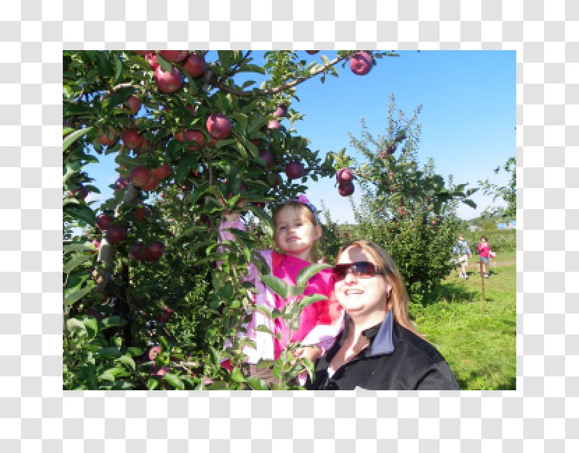 Rochester Finger Lakes Rose Family Fruit Picking Orchard - Monroe County New York - Apple Transparent PNG