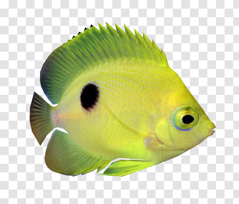 Fish Fish Pomacanthidae Holacanthus Rock Beauty Transparent PNG