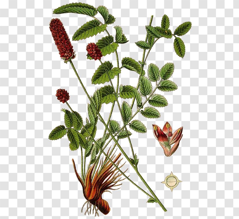 Sanguisorba Officinalis Salad Burnet Medicinal Plants Perennial Plant - Rose Family - Cinnamomum Verum Transparent PNG