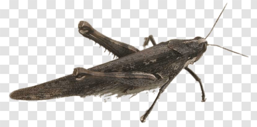 Caelifera Grasshopper Transparent PNG