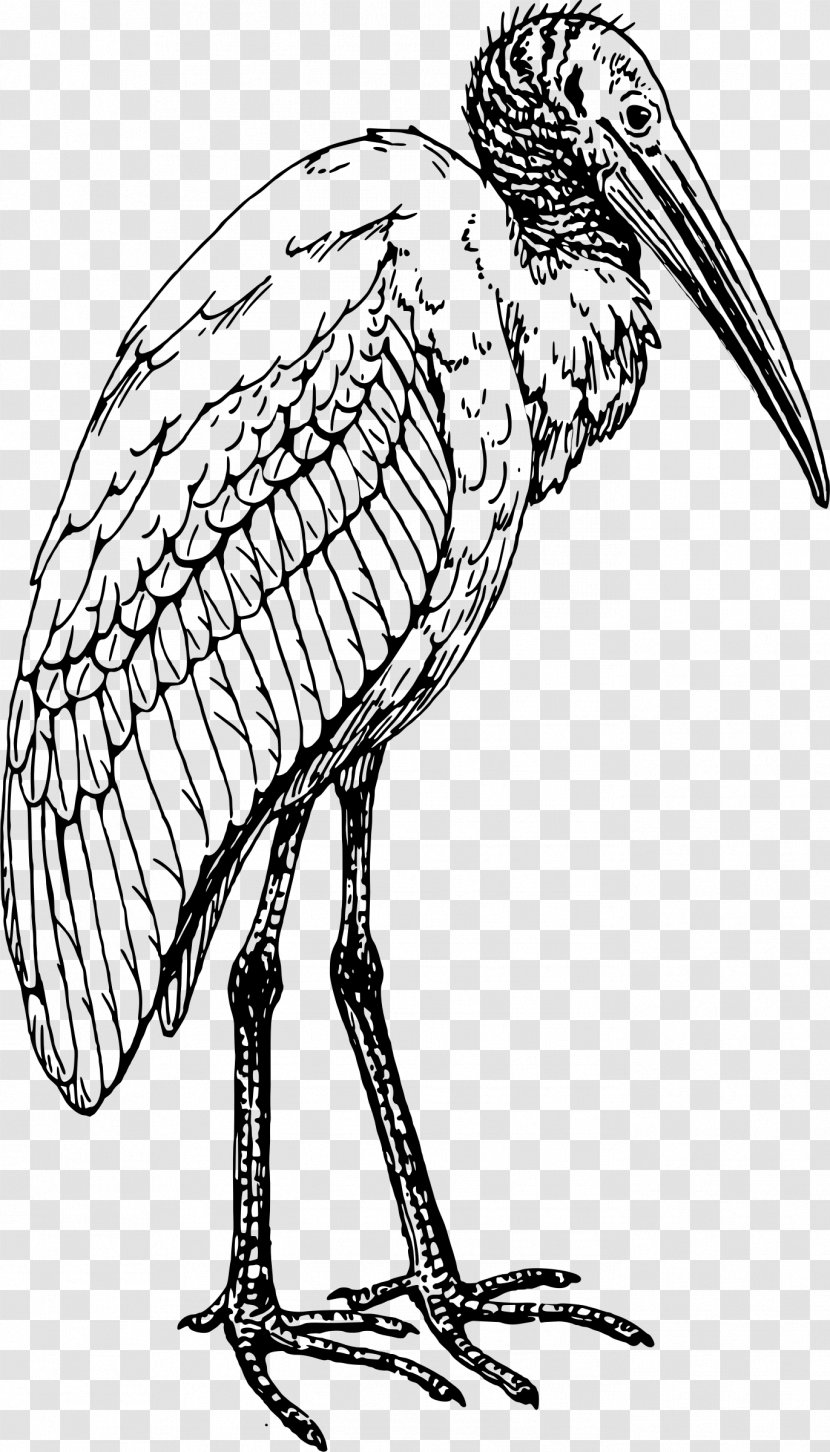 Bird Coloring Book Ibis Drawing Stork - Monochrome Photography Transparent PNG