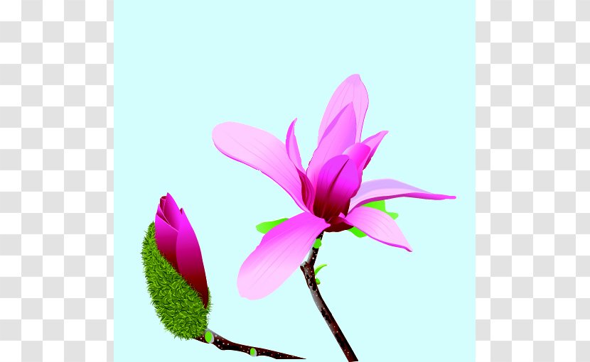 Pink Flower Cartoon - Violet - Herbaceous Plant Magenta Transparent PNG