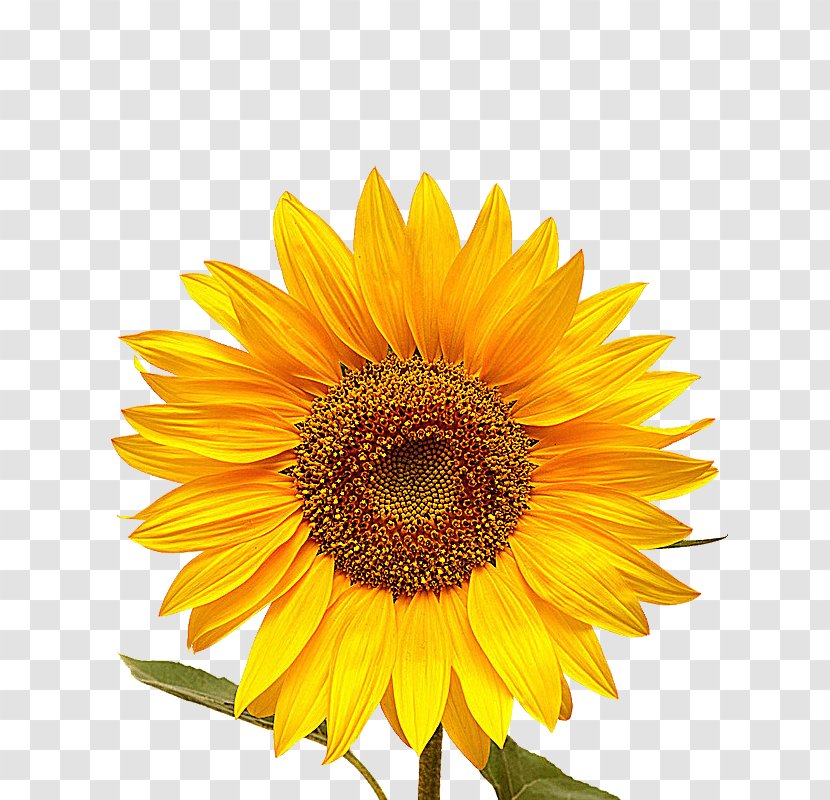 Stock Photography Image Stock.xchng Shutterstock Common Sunflower - Yellow Transparent PNG