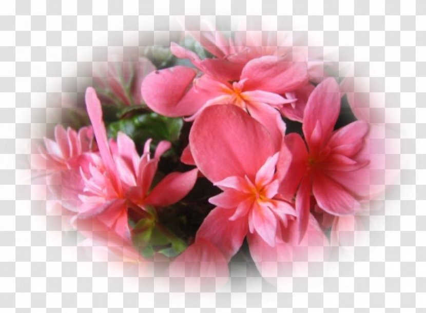 Begonia Pink M Cut Flowers Annual Plant Petal - Family Transparent PNG