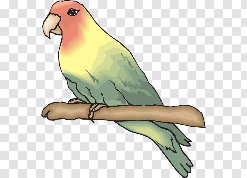 Rosy-faced Lovebird Parrot Clip Art - Neck - Peach Branch Transparent PNG