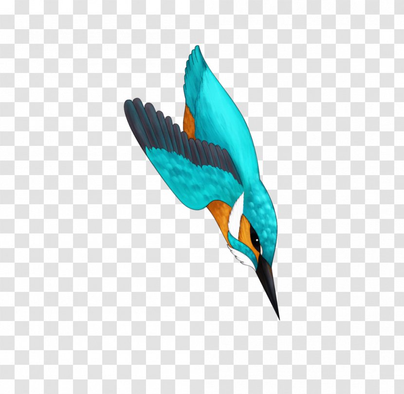 Bird Turquoise Teal Feather Beak - Organism - Kingfisher Transparent PNG