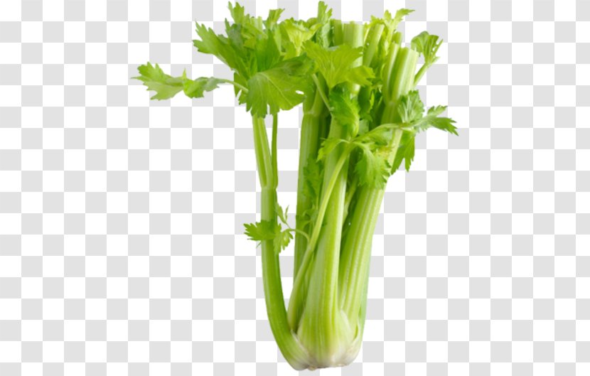 Organic Food Vegetable Celery Salt Health - Verylowcalorie Diet Transparent PNG