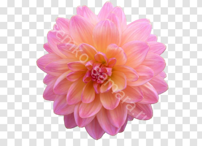 Dahlia Clip Art Image Computer File - Thumbnail - Flower Transparent PNG