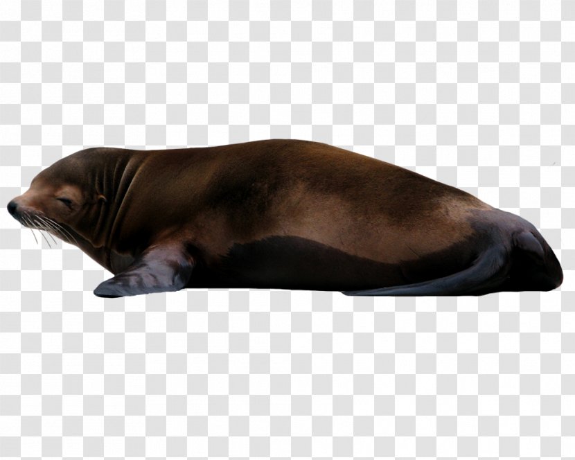 Sea Lion Earless Seal - Whiskers Transparent PNG