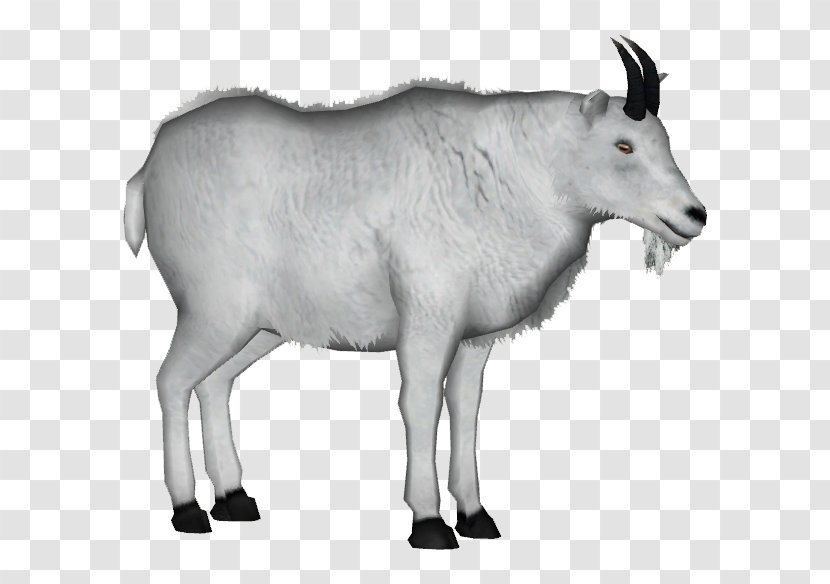 Mountain Goat Sheep Feral Platypus - Cattle Like Mammal Transparent PNG