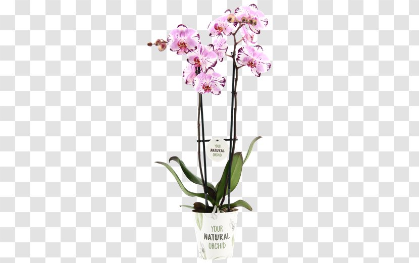 Moth Orchids Cattleya Cut Flowers - Plant - 80 20 Transparent PNG